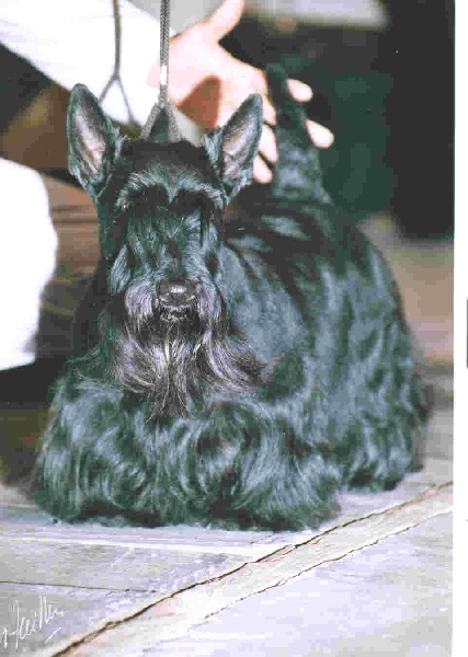 CH. Réglisse Du cottage de brendamoray