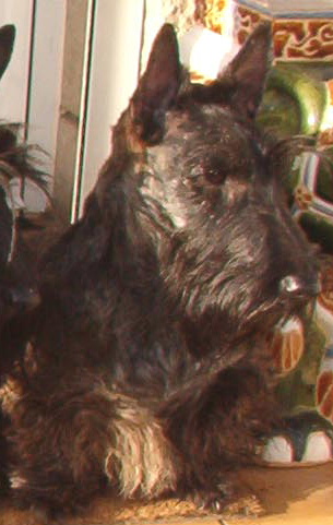 CH. Bella rossa dite julie la rousse Della Roccacia di Modigliana