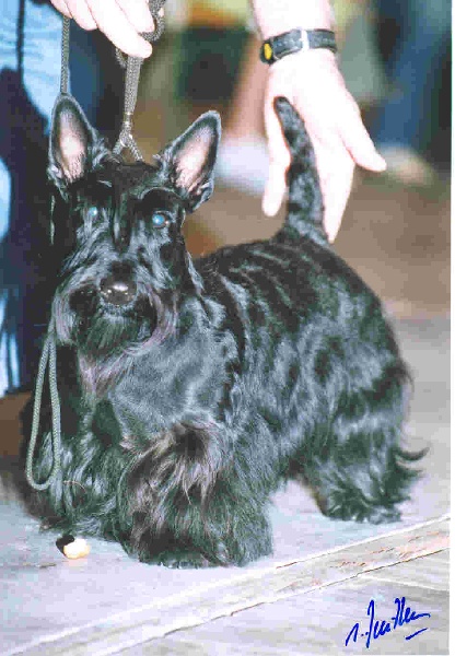 CH. Alpha jet dite micro puce Della Roccacia di Modigliana