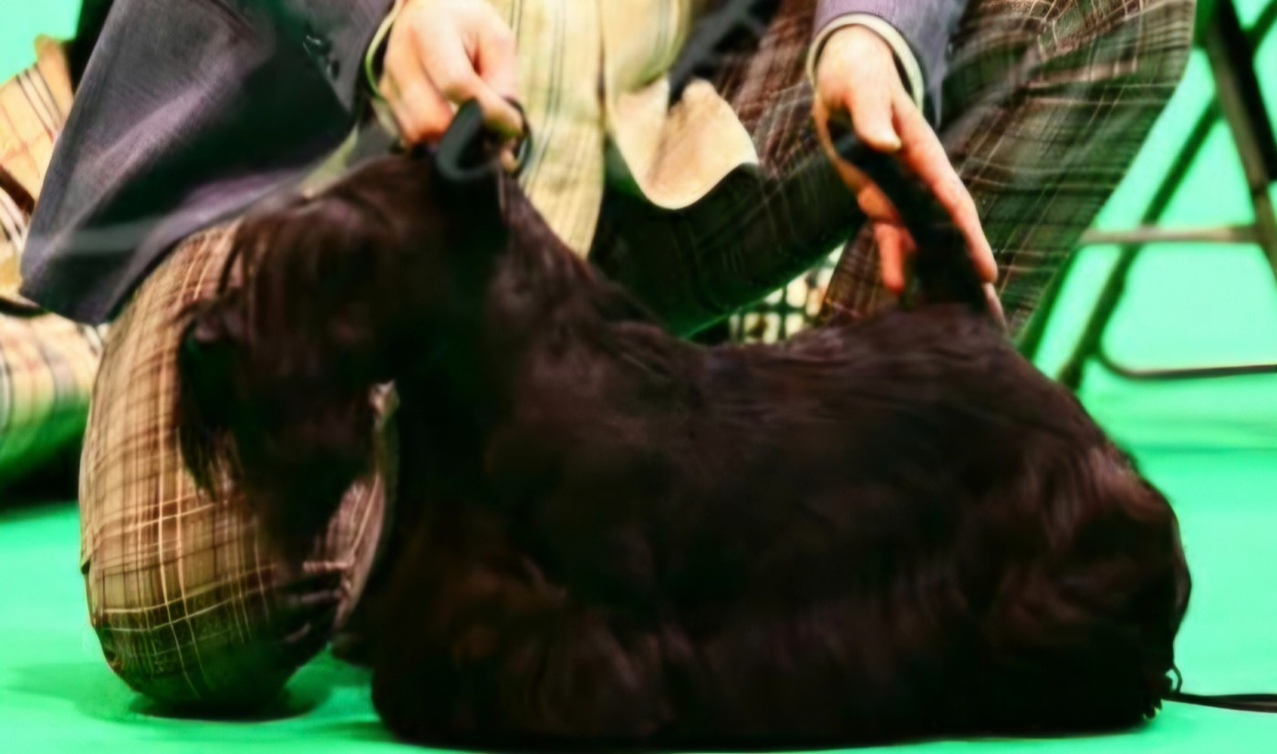 CH. Testarossa Della Roccacia di Modigliana